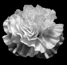 geometria naturale II