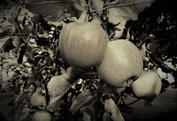 Oggetti naturali, 2019