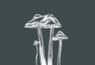 Funghi d