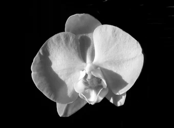 Senza Titolo (Fiore)