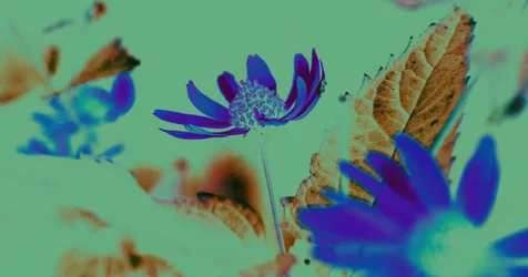 Visione UV, 2019