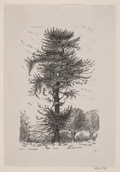 Quercia presso Guldberg