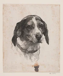 Testa di Cane