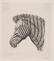 Testa di una zebra