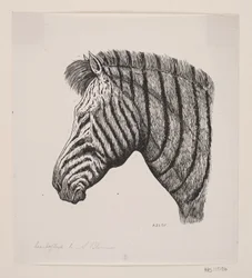 Testa di una zebra