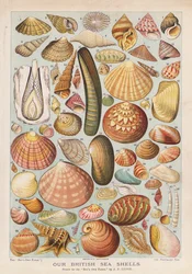Conchiglie marine britanniche