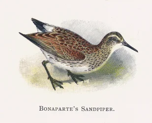 Il Piovanello di Bonaparte