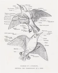 Diagramma di uno storno, definizione della terminologia di un uccello