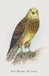 La Poiana del Deserto