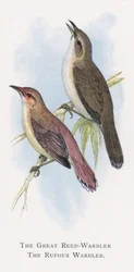 Sterpazzola maggiore, Sterpazzola rugginosa