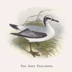 Il Falaropo grigio