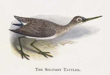 Il Totano solitario