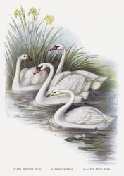 Il cigno selvatico, Il cigno di Bewick, Il cigno muto