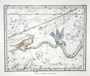 Le costellazioni (Tavola XXVII) Hydra Continua, Crater, Covus, Centaurus et Lupus, da 