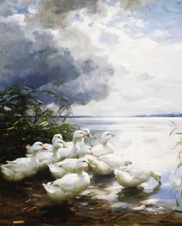Anatre al bordo del lago