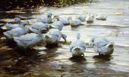 Anatre in Acqua Bassa