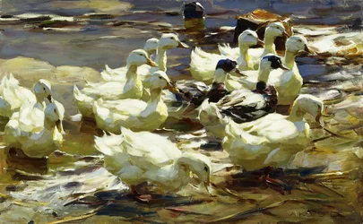 Anatre nello stagno
