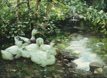 Cinque anatre sul fiume, riva sassosa