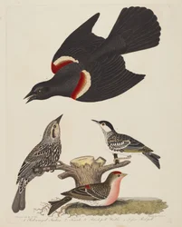 Storno dalle ali rosse, femmina di storno dalle ali rosse, parula dal capo nero e minore..., pubblicato 1808-1814.
