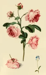 Rosa Provincialis e Non ti scordar di me