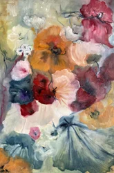 Fioriscono coloratissimi papaveri