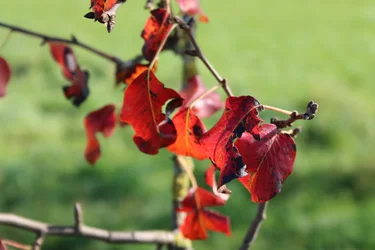 Colori autunnali