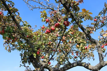 Frutti rossi
