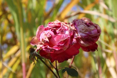 Rose appassite a fine estate