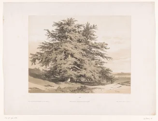 Paesaggio con cedri