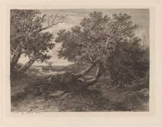 Ruscello con alberi sporgenti