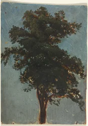 Studio di albero, seconda metà del 1800