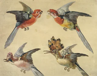 Studio di uccelli: due pappagalli, una upupa e una ghiandaia