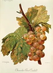 Uva Chasselas Gros Coulard