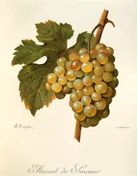 Uva Muscat de Saumur