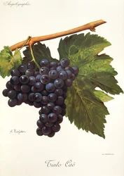 Uva Tinto Cao
