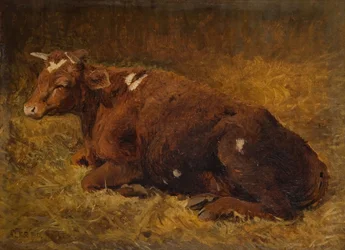 Mucca sdraiata a terra