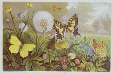 Farfalle, illustrazione da un libro di storia naturale ungherese