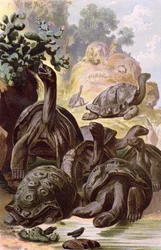 Tartarughe giganti delle Isole Galapagos, da un libro di storia naturale, 1887