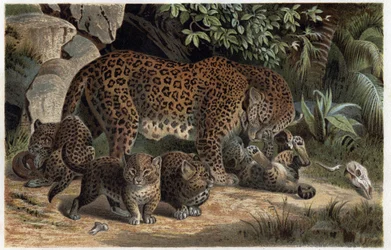 Pantera e i suoi piccoli - Panthera, da "La vita degli animali di Brehm" (incisione)