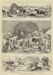 Caccia al cinghiale in Bengala