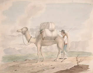 Cammello Carico