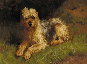 Terrier irlandese a pelo morbido color grano
