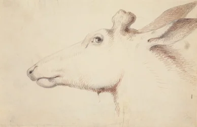 Alce, c.1837