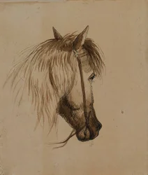 Testa di cavallo