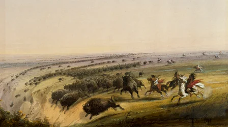 Caccia al bufalo