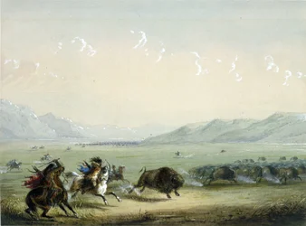 Bufalo in corsa