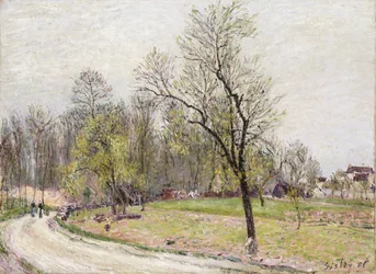 Il bordo della foresta in primavera, di sera