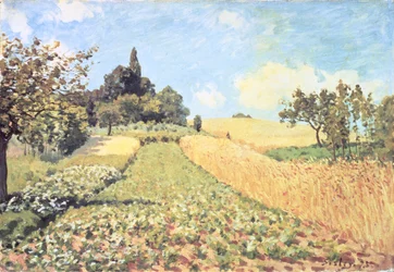 Campo di grano