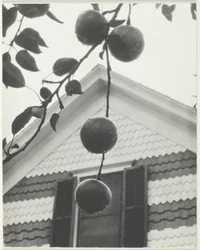 Gable e mele, 1922