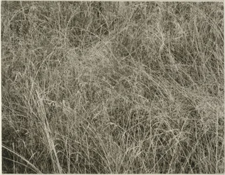 Erba